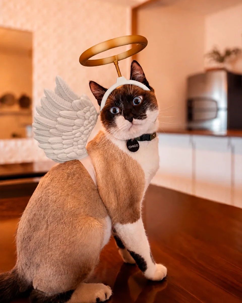Little Saint pet costume — shown on a pet, view 1