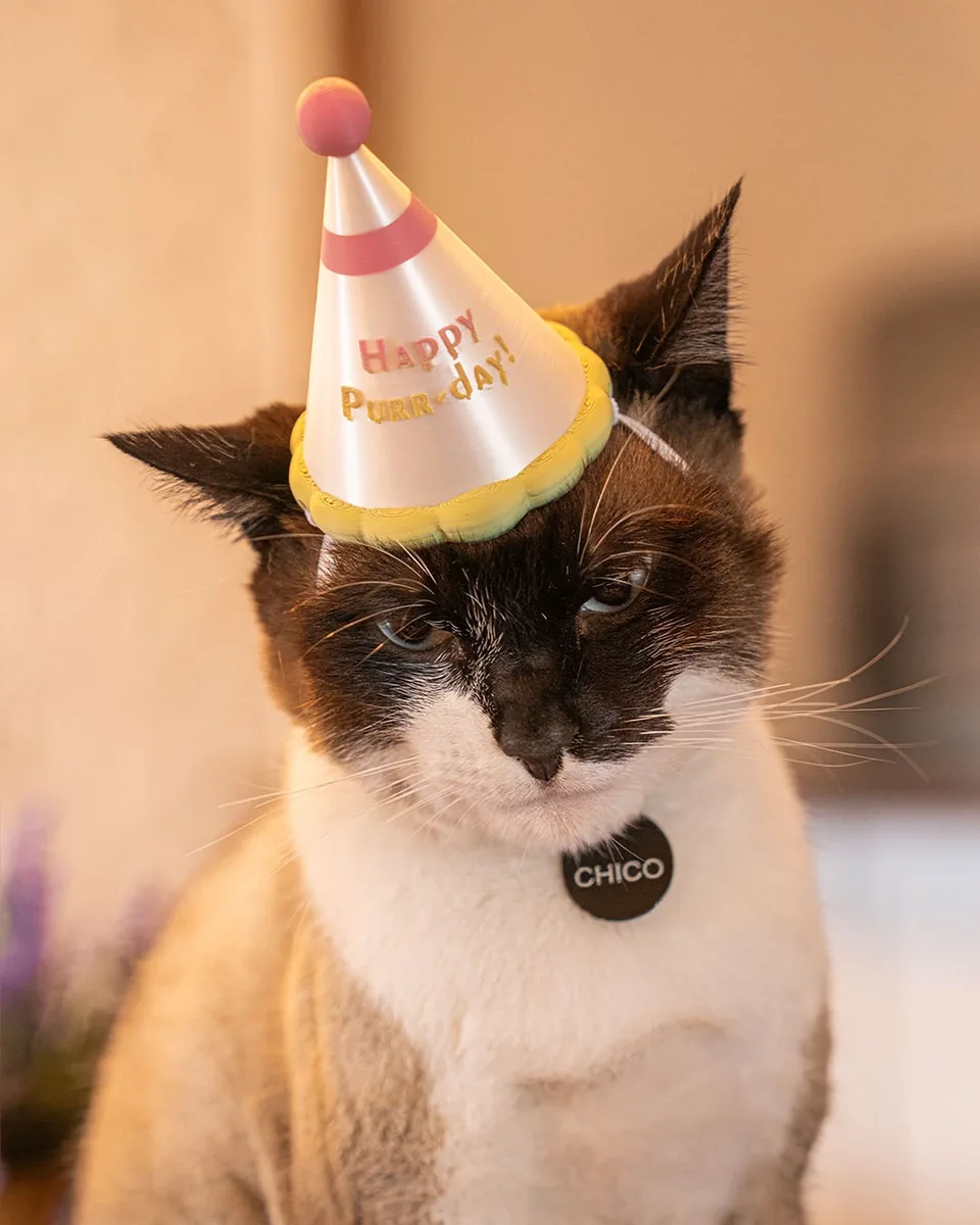 Party Hat pet costume — shown on a pet, view 1