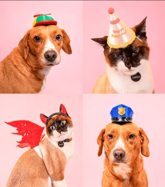 Four Paw Couture pet costume styles: propeller cap, party hat, devil wings and police cap
