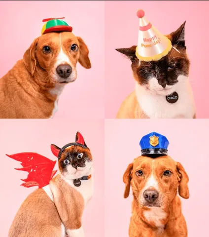 Four Paw Couture pet costume styles: propeller cap, party hat, devil wings and police cap